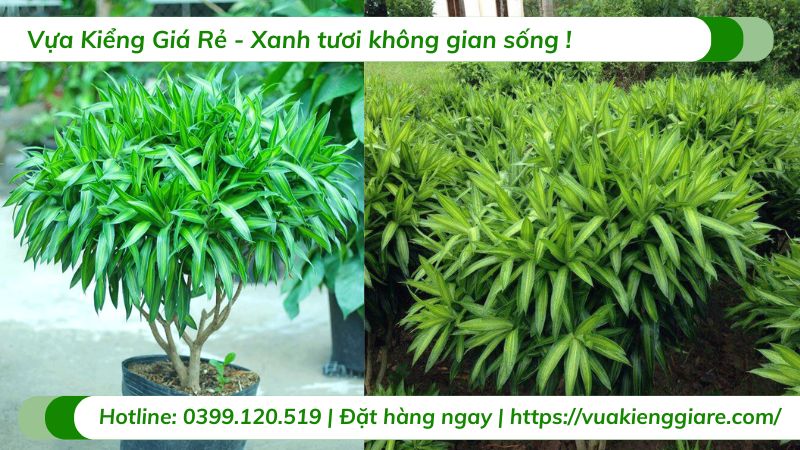 cây trúc bách hợp