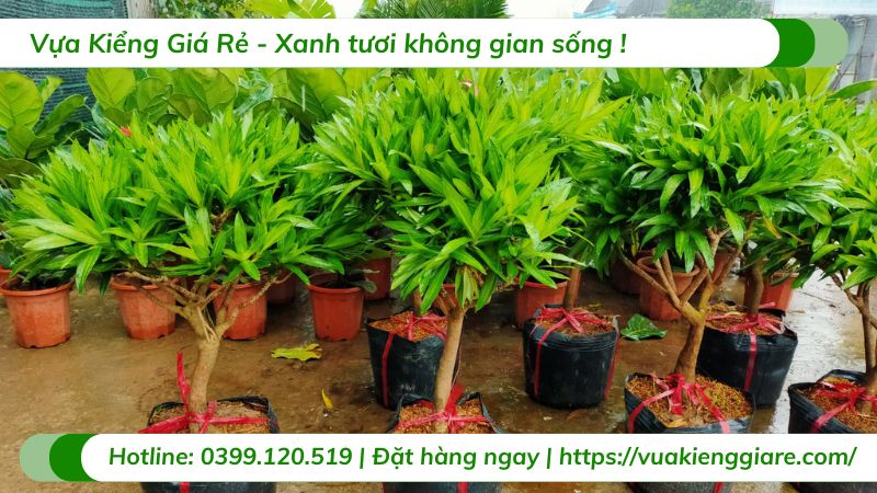 cây trúc bách hợp