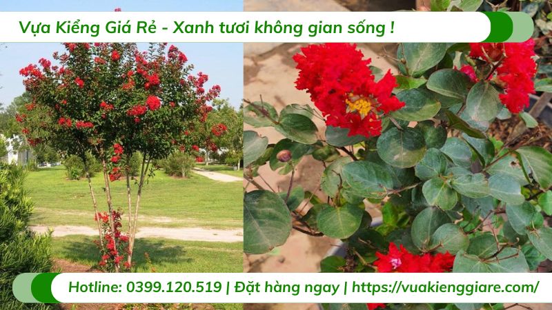 cây tường vi đỏ