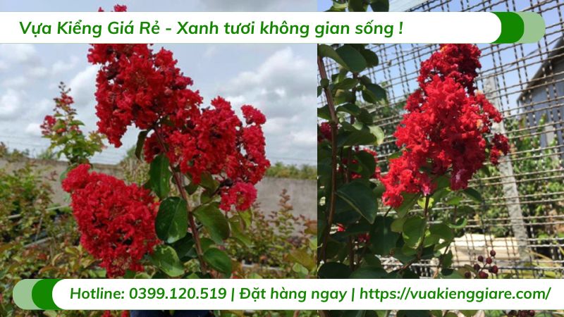 cây tường vi đỏ