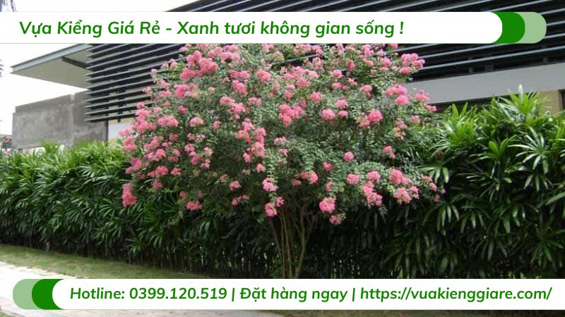 cây tường vi hồng