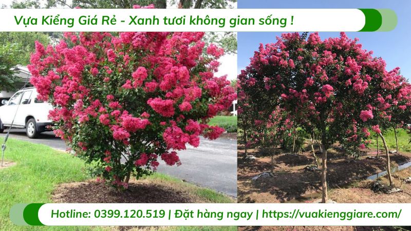cây tường vi hồng