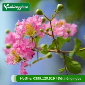 cây tường vi hồng