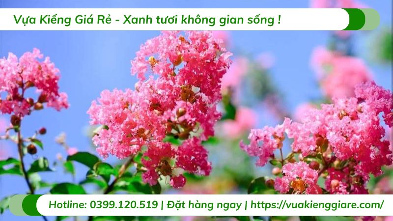 cây tường vi hồng