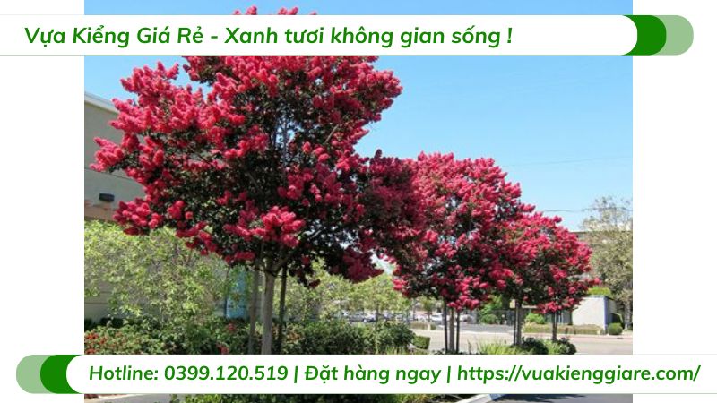 cây tường vi huyết long