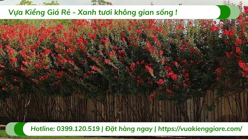 cây tường vi huyết long