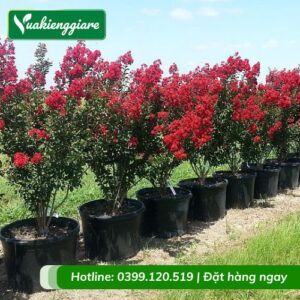 cây tường vi huyết long