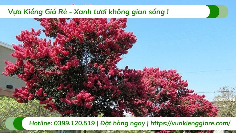 cây tường vi huyết long
