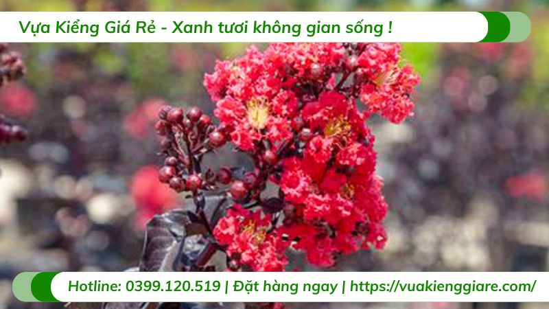 cây tường vi huyết long