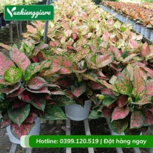 cây vạn lộc
