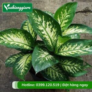 cây vạn niên thanh