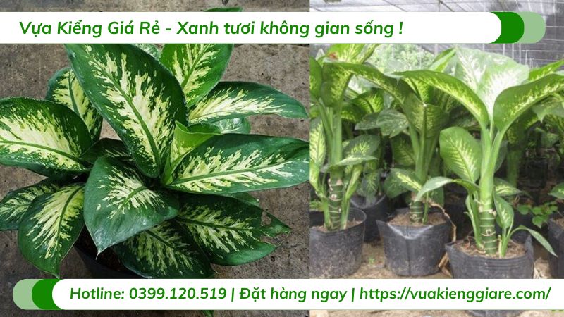 cây vạn niên thanh