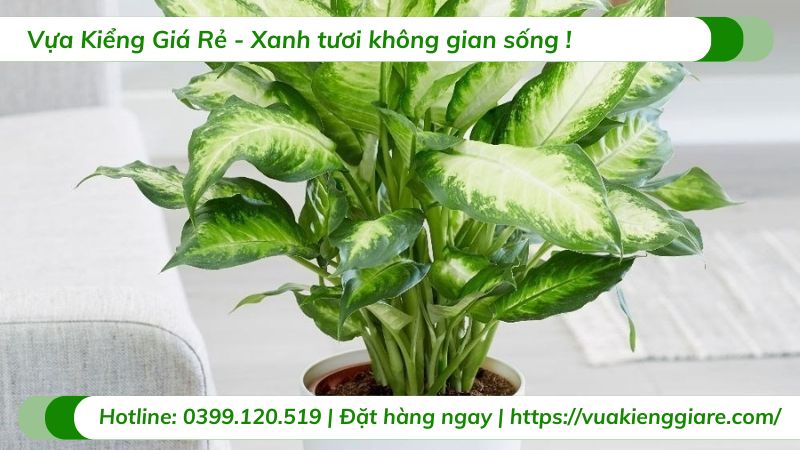 cây vạn niên thanh