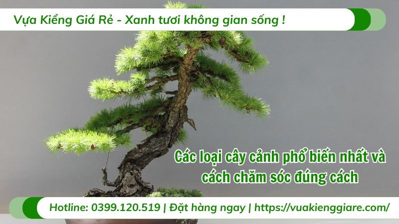 các loại cây cảnh