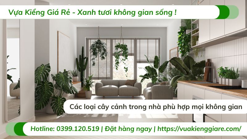 các loại cây cảnh trong nhà