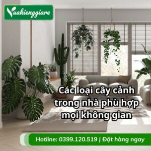 các loại cây cảnh trong nhà