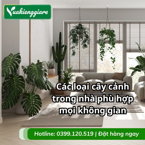 các loại cây cảnh trong nhà