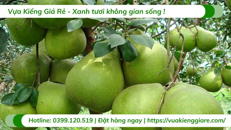 Cây bưởi da xanh ruột hồng (cây giống)