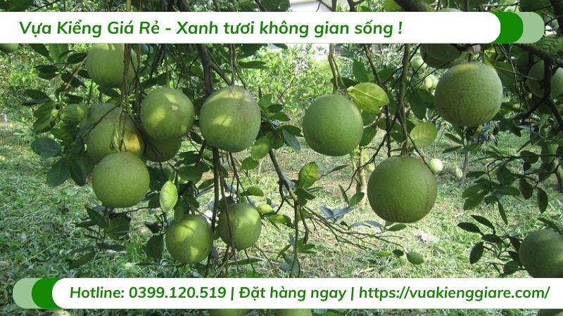 Cây bưởi da xanh ruột hồng (cây giống)