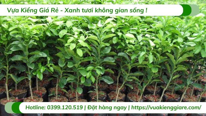 Cây bưởi diễn (cây giống)