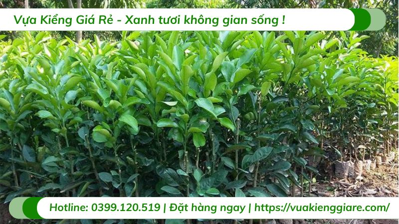 Cây bưởi diễn (cây giống)