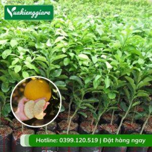 Cây bưởi diễn (cây giống)