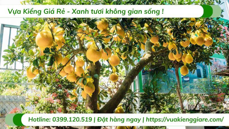 Cây bưởi diễn (cây giống)