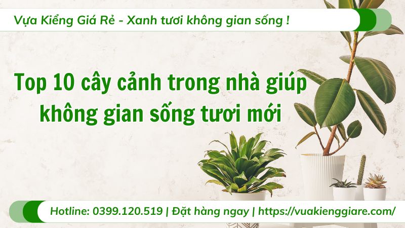cây cảnh trong nhà