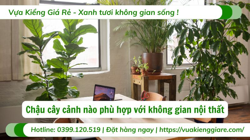 cây cảnh trong nhà