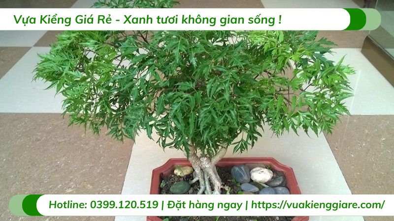 cây cảnh bonsai