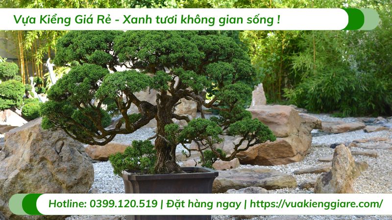 cây cảnh bonsai