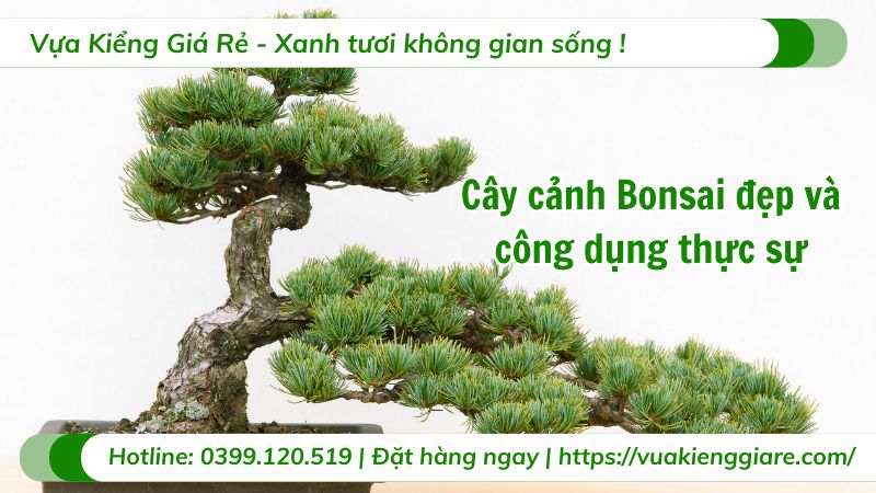 cây cảnh bonsai