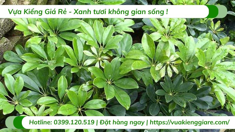 cây cảnh chịu nắng