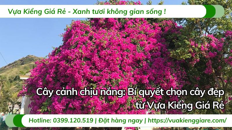 cây cảnh chịu nắng