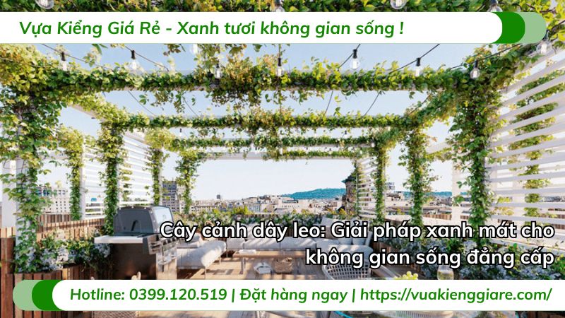cây cảnh dây leo