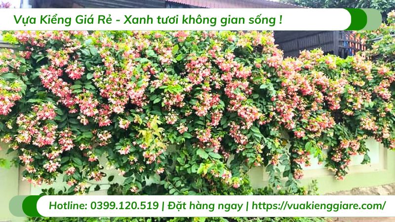 cây cảnh dây leo