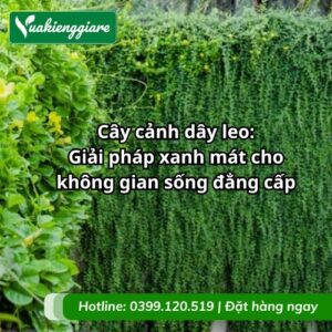 cây cảnh dây leo