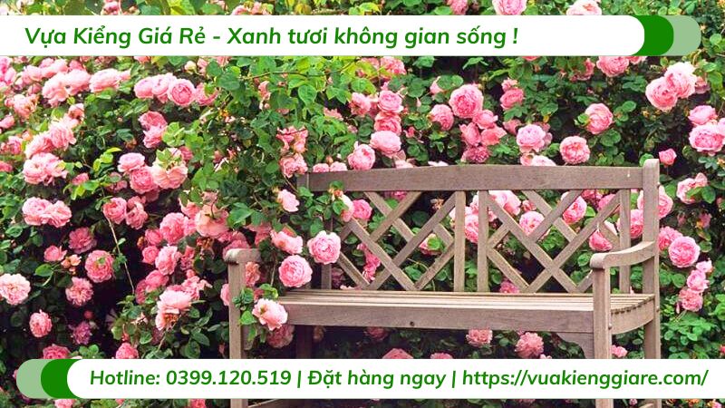 cây cảnh dây leo