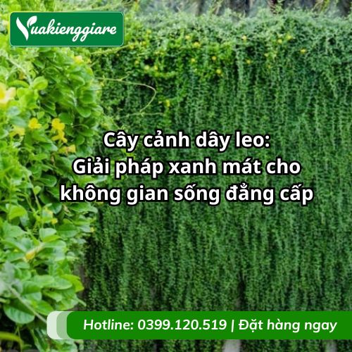 cây cảnh dây leo