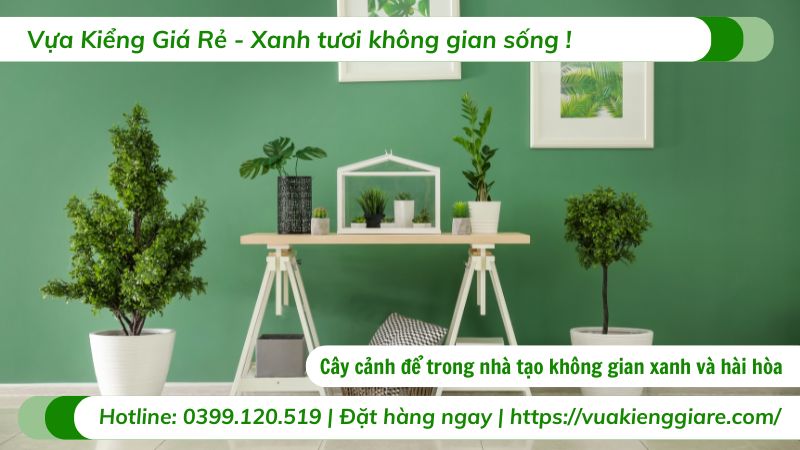 cây cảnh để trong nhà