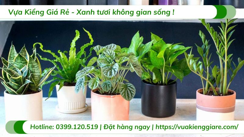 cây cảnh mini