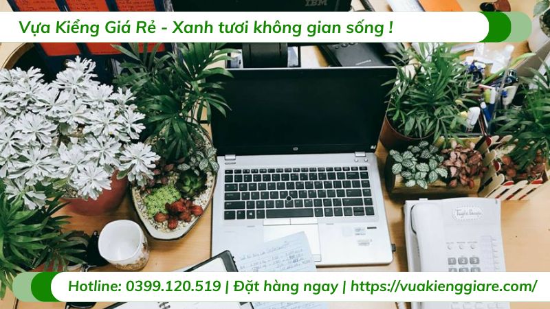 cây cảnh mini