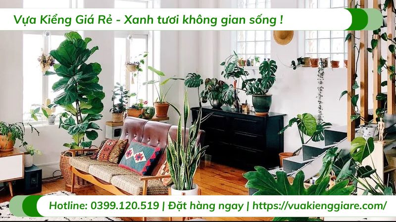 cây cảnh mini