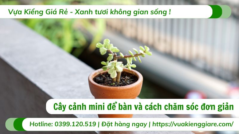 cây cảnh mini