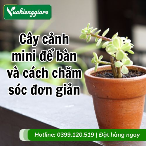 cây cảnh mini