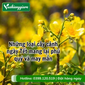 cây cảnh ngày tết