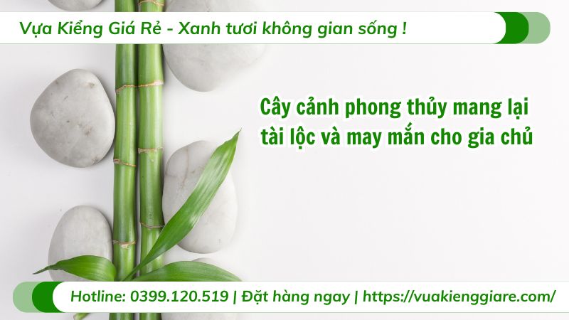 cây cảnh phong thủy