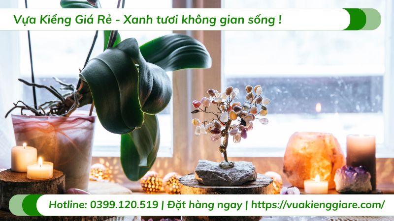 cây cảnh phong thủy