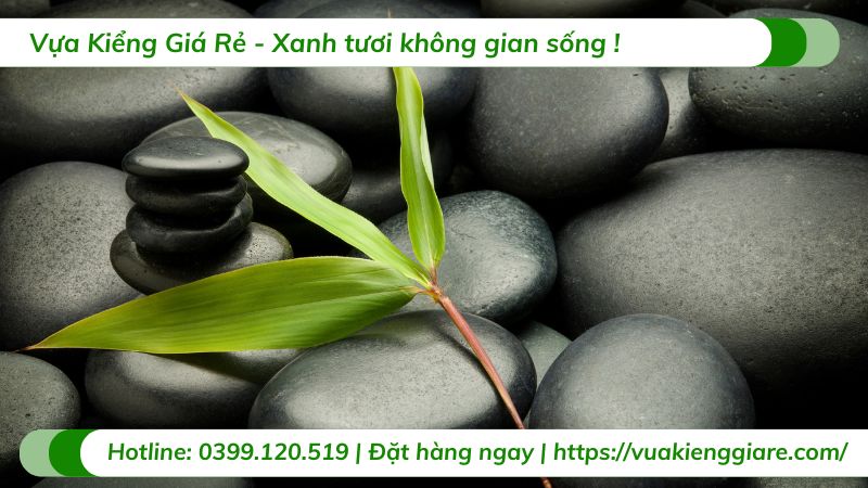 cây cảnh phong thủy