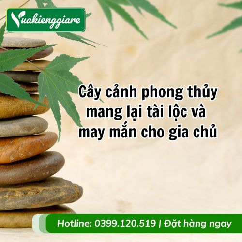 cây cảnh phong thủy